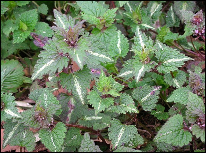 Lamium maculatum / Falsa-Ortica macchiata